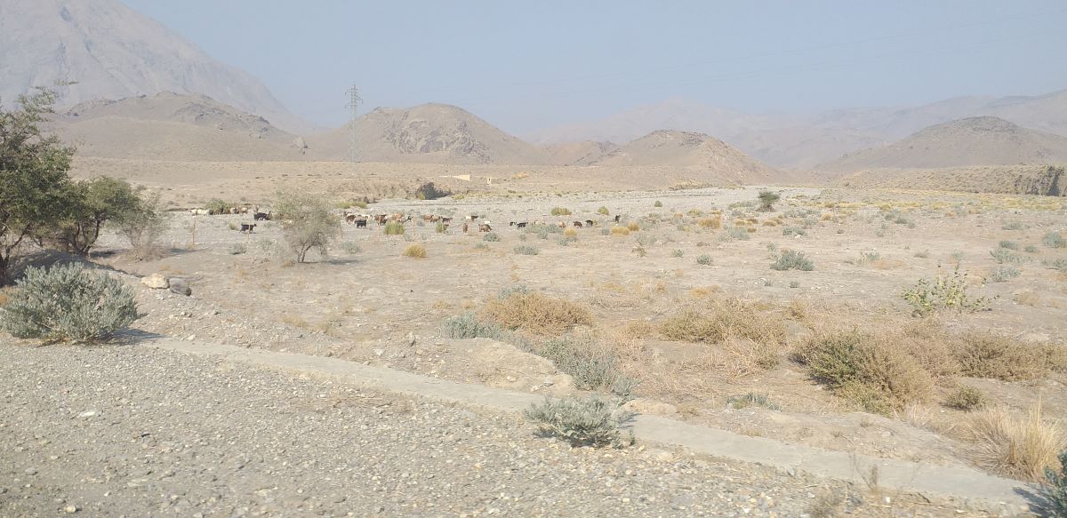 Mahsudi cattle field